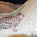 Egyptian Mau, Silver Male DOB 9-27-15