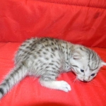 Egyptian Mau, Silver Male DOB 9-27-15