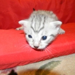 Egyptian Mau, Silver Male DOB 9-27-15