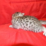 Egyptian Mau, Silver Male DOB 9-27-15