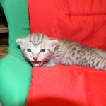 Egyptian Mau, Silver Male DOB 9-27-15