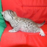 Egyptian Mau, Silver Male DOB 9-27-15