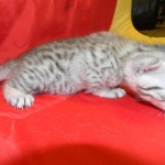 Egyptian Mau, Silver Male DOB 9-27-15