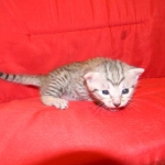 Egyptian Mau, Silver Male DOB 9-27-15