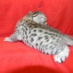 Egyptian Mau, Silver Male DOB 9-27-15