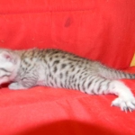 Egyptian Mau, Silver Male DOB 9-27-15