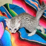 Egyptian Mau, Silver Male DOB 9-27-15