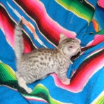 Egyptian Mau, Silver Male DOB 9-27-15