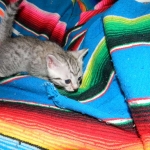 Egyptian Mau, Silver Male DOB 9-27-15