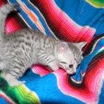 Egyptian Mau, Silver Male DOB 9-27-15