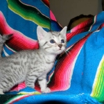 Egyptian Mau, Silver Male DOB 9-27-15