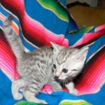 Egyptian Mau, Silver Male DOB 9-27-15