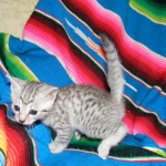 Egyptian Mau, Silver Male DOB 9-27-15