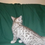 Egyptian Mau, Silver Male DOB 9-27-15