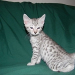 Egyptian Mau, Silver Male DOB 9-27-15
