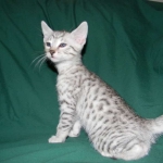 Egyptian Mau, Silver Male DOB 9-27-15