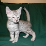 Egyptian Mau, Silver Male DOB 9-27-15