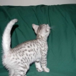 Egyptian Mau, Silver Male DOB 9-27-15