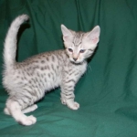Egyptian Mau, Silver Male DOB 9-27-15