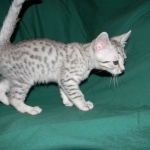 Egyptian Mau, Silver Male DOB 9-27-15
