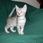 Egyptian Mau, Silver Male DOB 9-27-15