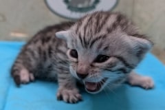 Egyptian Mau Silver Male Kitten #1 DOB 1-24-26