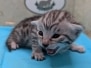 Egyptian Mau Silver Male Kitten #1 DOB 1-24-26