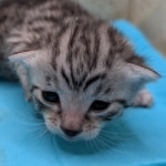 Silver-Male-Mau-Kitten-