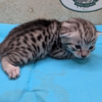 Silver-Male-Mau-Kitten-a