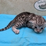 Silver-Male-Mau-Kitten-b