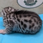 Silver-Male-Mau-Kitten-c