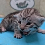 Silver-Male-Mau-Kitten-d