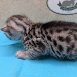 Silver-Male-Mau-Kitten-e