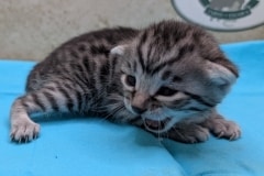 Egyptian Mau Silver Male Kitten #3 DOB 1-24-26