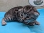 Egyptian Mau Silver Male Kitten #3 DOB 1-24-26