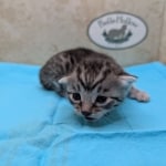 Silver-Male-Mau-Kitten-