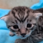 Silver-Male-Mau-Kitten-a