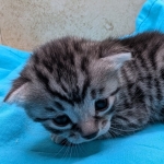 Silver-Male-Mau-Kitten-b