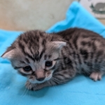 Silver-Male-Mau-Kitten-c