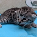Silver-Male-Mau-Kitten-d
