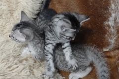 Egyptian Mau silver Male Kitten DOB 3-19-25