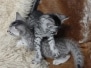 Egyptian Mau silver Male Kitten DOB 3-19-25