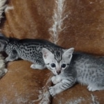 Siver-male-and-female-kittens-a