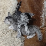 Siver-male-and-female-kittens