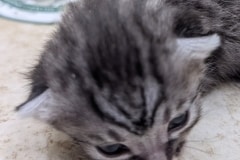 Merlin Egyptian Mau Silver Male kitten DOB 3-9-26