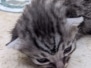 Merlin Egyptian Mau Silver Male kitten DOB 3-9-26