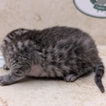 1_Silver-Mau-Male-e