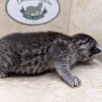 Silver-Mau-Male-b