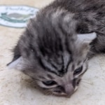 Silver-Mau-Male-c