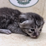 Silver-Mau-Male-d